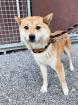 Shinigami - schüchtern lieb - Shiba Inu Mischling