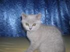 BKH-Babys lilac und lilac-tortie