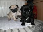 Gechipt geimpft beige u. schwarz Mops Welpen