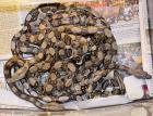 Gebe 0. 0. 19 Mischlings-Boas vom 12. 07. 2022 ab.