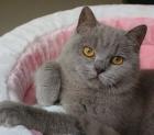 BKH Kitten in lilac abzugeben