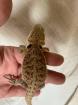 Bartagame handzahm und gesund
