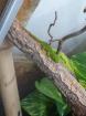 Madagaskar Taggecko Baby