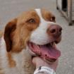 Bitsie sucht ein Zuhause
