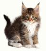 Maine Coon Kitten Träume