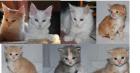 Zuckersüße Maine Coon Kitten -auch sanfte Riesen genannt- aus Hobbyzucht m P. ab