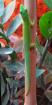 0. 2 Phelsuma astriata astriata