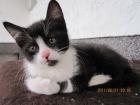 Lieber kleiner schwarz-weißer Kurzhaar-Kater sucht neues Zuhause mit Garten