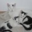 Katzenbabys 3 Monate alt