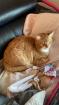 Perser Mix Katzen / Kater