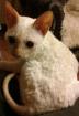 Cornish Rex lockenkatze-siammix