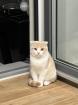 Scottish Fold Kater