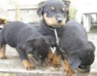 5 kleine Rottweiler