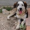 Markos sucht ein Zuhause