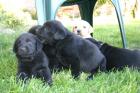 Süße Golden-Retriever/Labrador Welpen zum 29. 10. 2022 abzugegeben