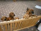 Fünf Rhodesian Ridgebacks - cool und verspielt - suchen ein Zuhause