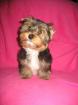 Yorkie-Welpen