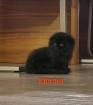 Scottish Fold BKH BLH Kitten
