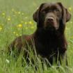 Biete liebevolle familiäre Hundebetreuung