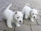 Coco westie highland terrier