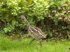 3 emu-kuken