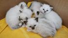 Heilige Birma Kitten reinrassig suchen ein liebevolles Zuhause