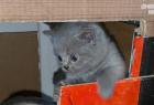 Wir bieten liebevolle gut erzogene reinrassige Britisch-Kurzhaar-Kitten zu erschwinglichen Preise