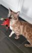 Süsse Bengal Kitten mit Stammbaum
