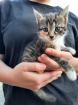 Kleine Katzen