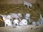 Golden Retriever Welpen