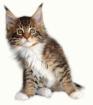 Maine Coon Giganten