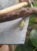 Phelsuma Grandis Madakaskar Taggecko
