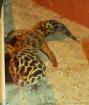 1 1 Eublepharis macularius Leopardgecko adult