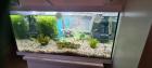 Aquarium mit Fisch und Zubehör
