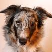 Lebhafter Australien-Shepherd Collie Bordercollie -Mischling