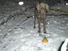 Weimaraner Hündin abzugeben