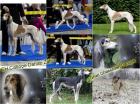 Saluki Welpen