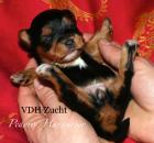VDH Havaneser Welpen aus NRW Tele. 02382/803166 Havaneserwelpen mit Papiere Fami