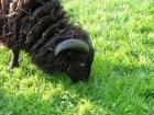 Ouessantbock geb. Mai 2022