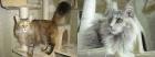 Maine Coon Geschwister Paar Josy Ivy