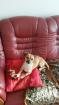 Hunde Paarung Chihuahua Mischling