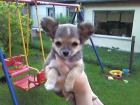 Cihhuahua Welpen
