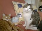 Unsere 2 Kater suchen dringend neues sehr gutes Zuhause