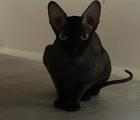 Sphynx / Sphinx Mädchen zu verkaufen/ fast 2 Jahre alt