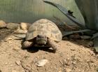 Griechische Landschildkröte / Testudo hermanni hercegovinensis / 180 Euro / Koblenz