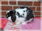Hasenbabys suchen noch