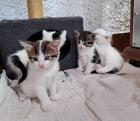 Katzenbabys grau weiß getigert