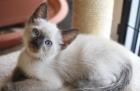 SIAM KITTEN seal point ab August auszugsbereit