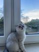 Scottish fold
