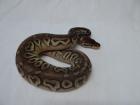 0. 1 - Pewter Pastel Cinnemon CB 2022